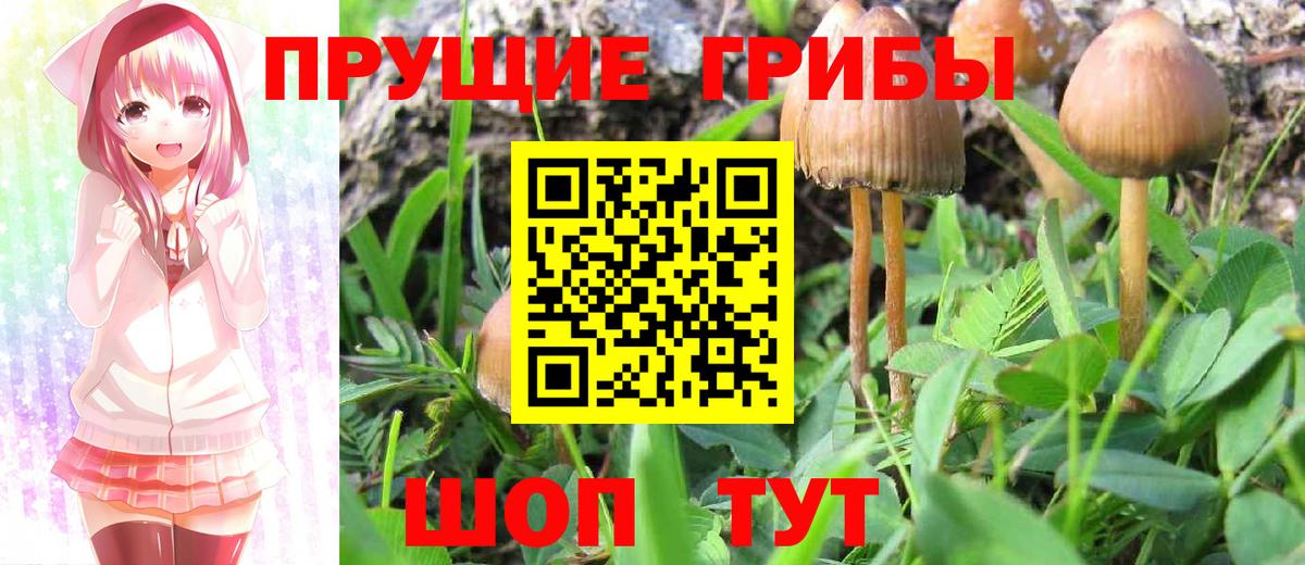 Мыски  Галлюциногенные грибы Psilocybine cubensis  Вход с VPN 